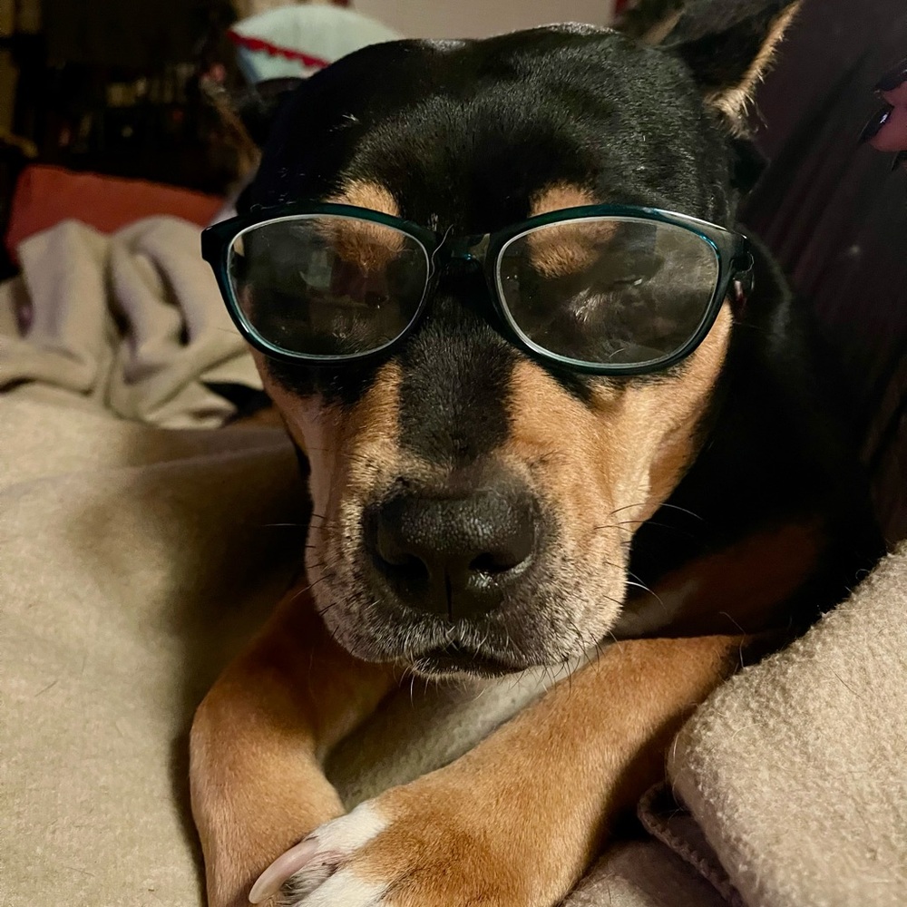 Pet Friendly - image 3